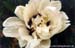 Rockii Peony: BAI HE LIANG CI